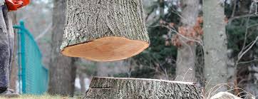 Trusted Katy, TX Tree Services Experts