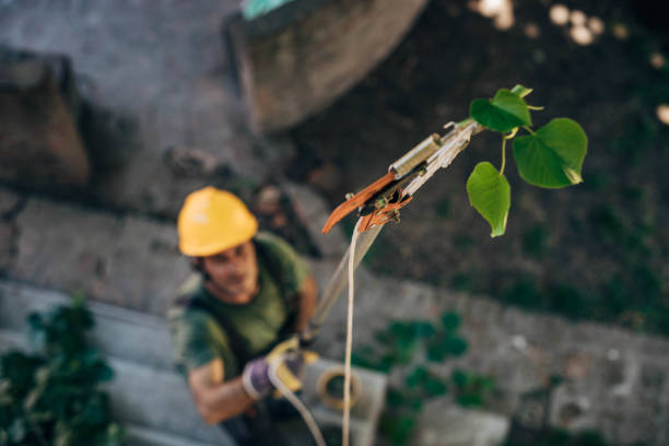 Best Firewood Processing and Delivery  in Katy, TX
