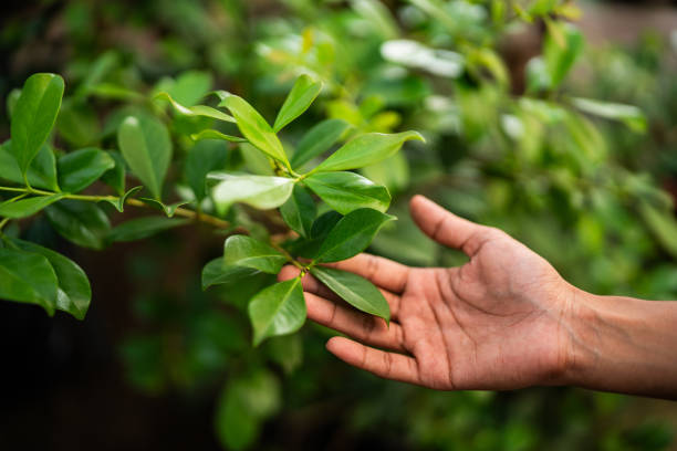  Katy, TX Tree Services Pros