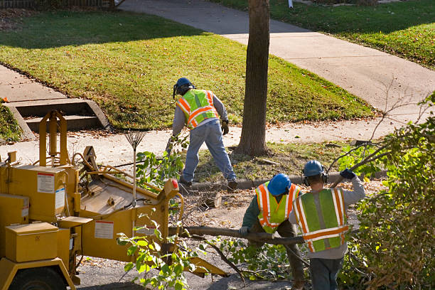 Best Lawn Maintenance Plans  in Katy, TX