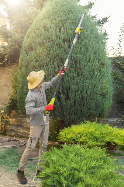 How Our Tree Care Process Works  in  Katy, TX