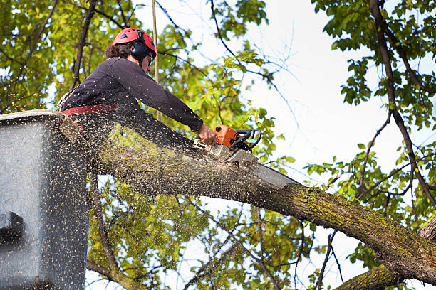 Best Utility Line Clearance  in Katy, TX